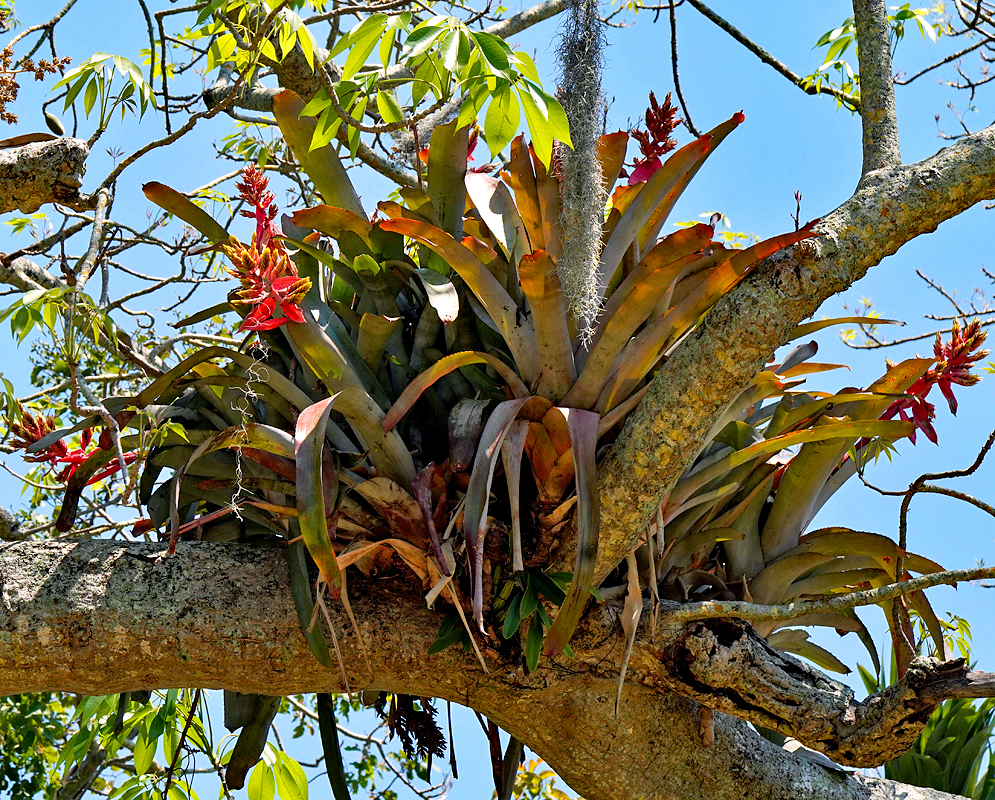 Aechmea chantinii growing on top of a tree