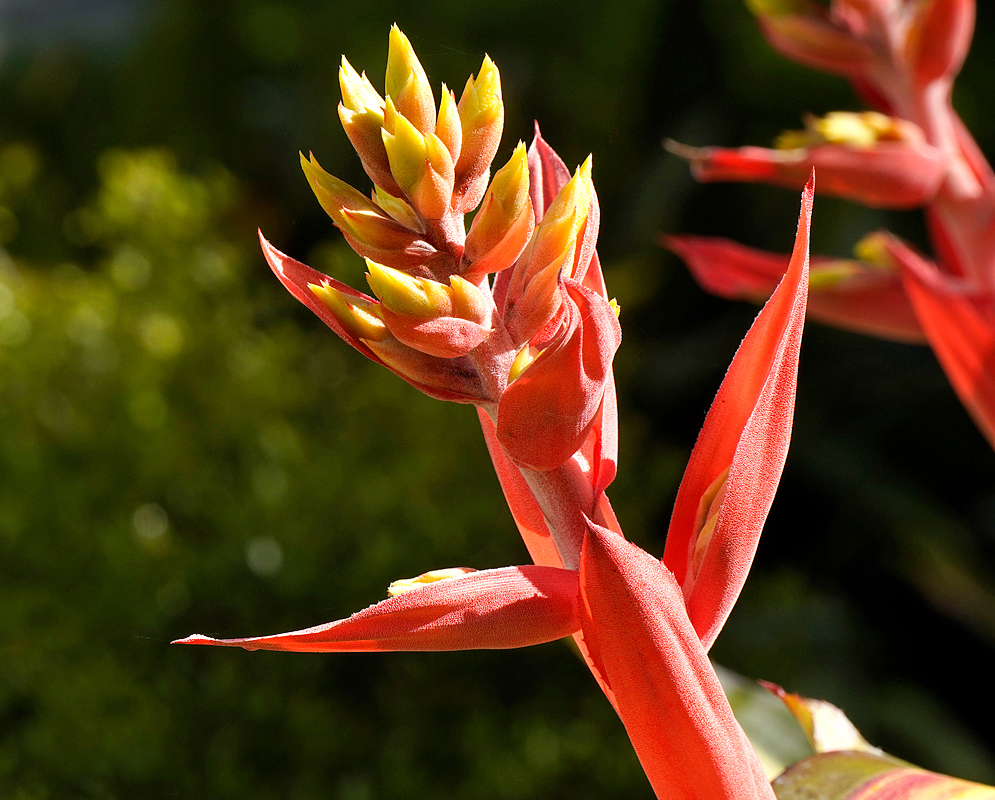 Aechmea chantinii Infloresence with red-pink bracts and yellow flowers