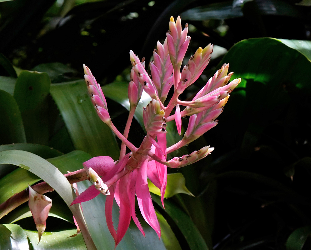 Upright pink inflorescence of Aechmea cucullata with pointed floral bracts and tightly clustered buds surrounded by glossy green leaves