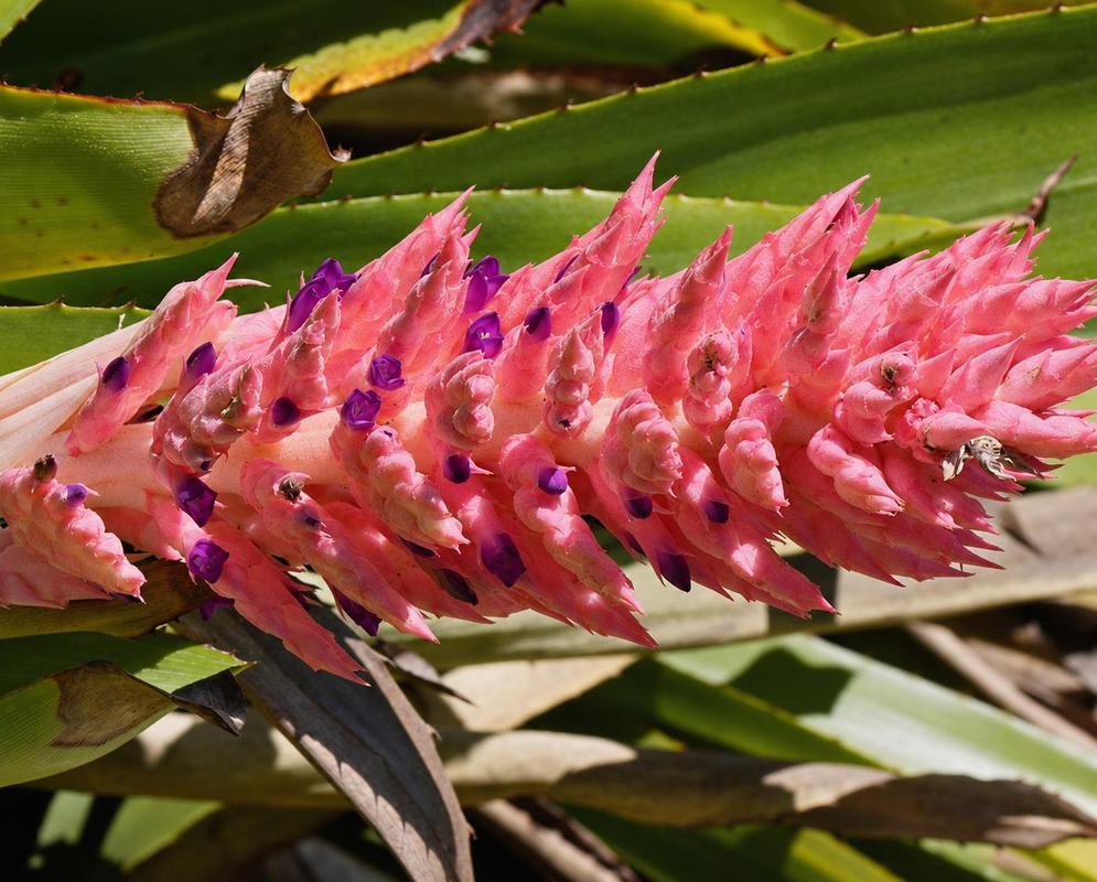 Aechmea distichantha has a dense bright pink inflorescence with small purple flowers projecting between pointed bracts