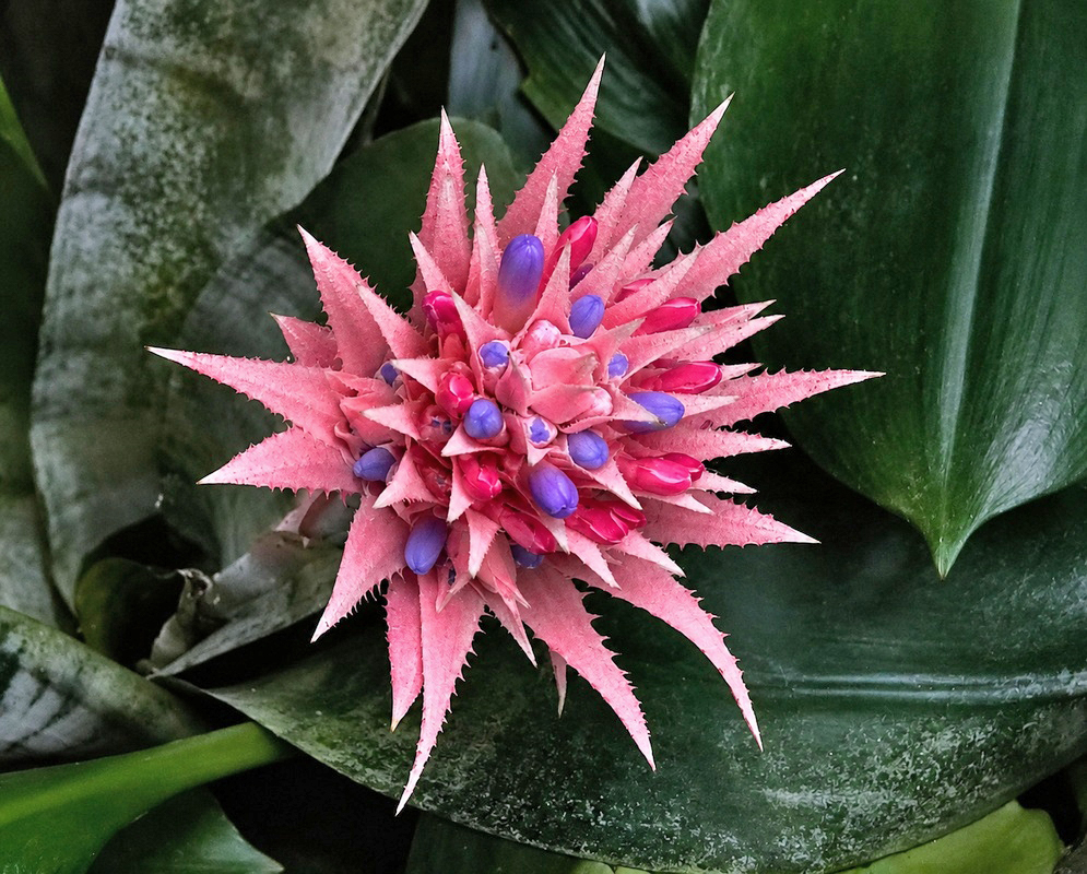 Aechmea fasciata Inflorescence A striking pink inflorescence of the Aechmea fasciata plant with pointed bracts and a cluster of purple and magenta flowers emerging from its center, framed by dark green foliage