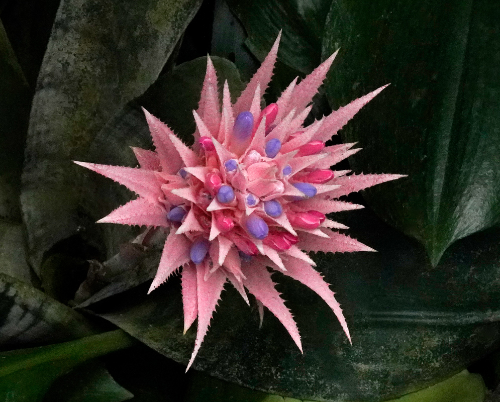 A striking pink inflorescence of the Aechmea fasciata plant with pointed bracts and a cluster of purple and magenta flowers emerging from its center, framed by dark green foliage
