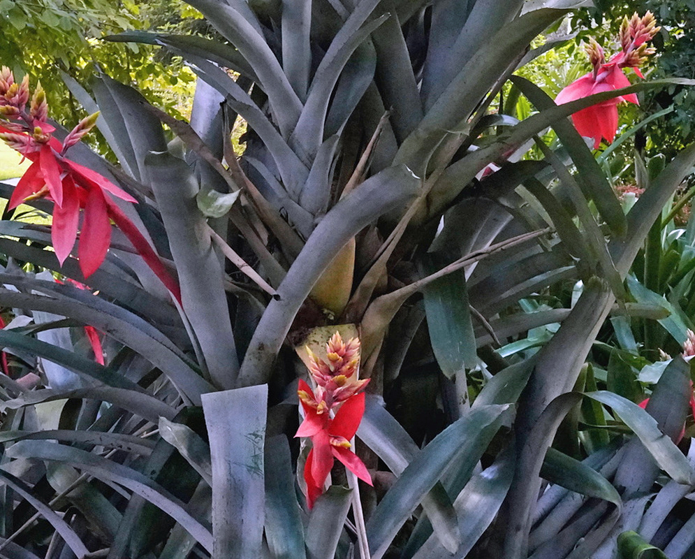 Aechmea Frappuccino forms silver-banded rosettes beneath upright red and yellow flower spikes