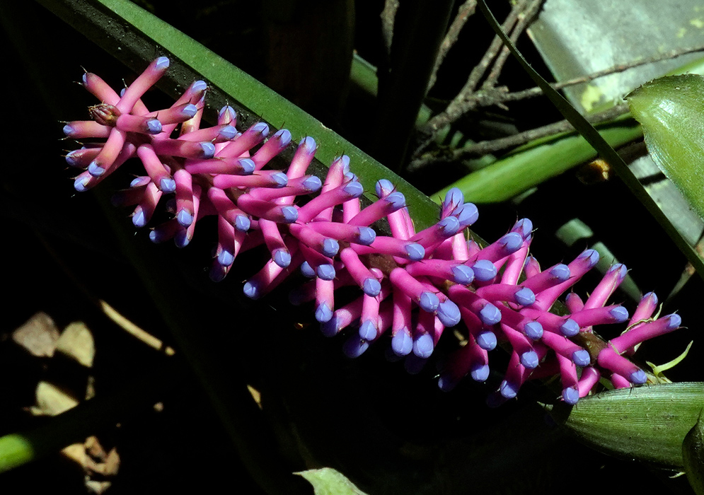 Aechmea gamosepala – Dark Pink Inflorescence Dark pink inflorescence of Aechmea gamosepala with vibrant tubular flowers tipped in bluish violet, displayed in sharp contrast against deep green foliage in partial shade