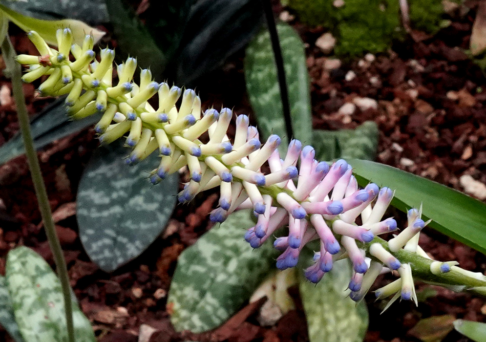 Aechmea gamosepala – Blue and Pink Flowers Aechmea gamosepala inflorescence showing pastel pink stalks with tightly clustered bluish-purple and pale yellow tubular flowers, set against mottled green leaves and soil