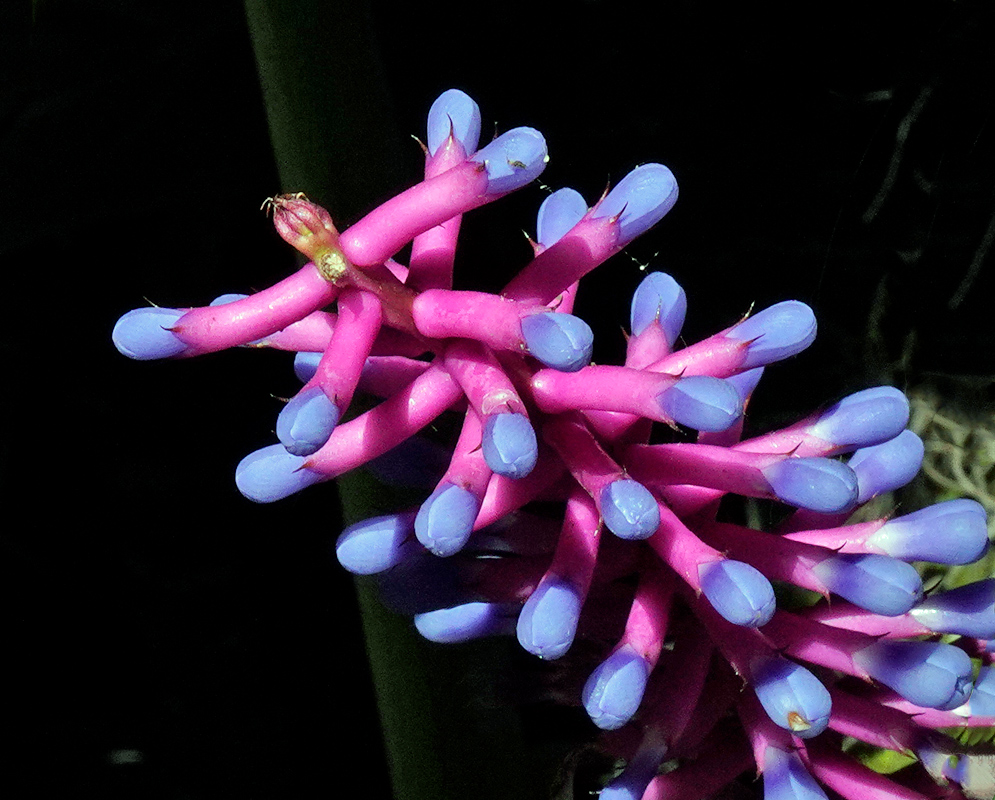 Aechmea gamosepala – Pink and Blue Close-Up Close-up of Aechmea gamosepala inflorescence with vivid pink flower stalk and striking blue-purple flower tips, set against a dark background for dramatic contrast