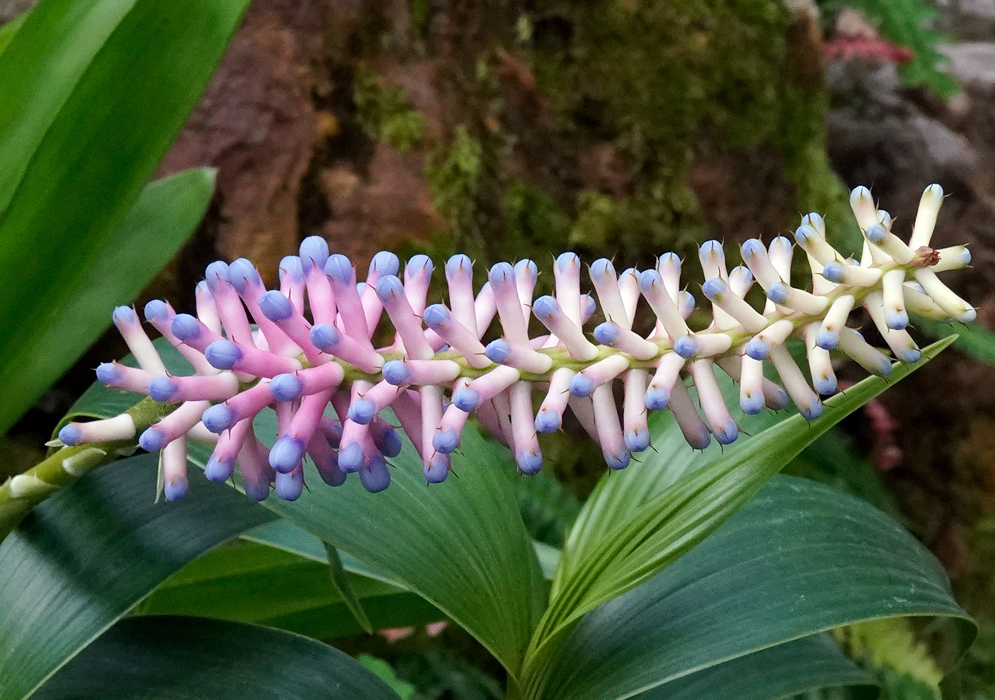 Aechmea gamosepala – Purple & Pink Bloom Bright cylindrical inflorescence of Aechmea gamosepala with pale pink and creamy white tubular flowers tipped in bluish purple, standing out against lush green leaves and a mossy backdrop