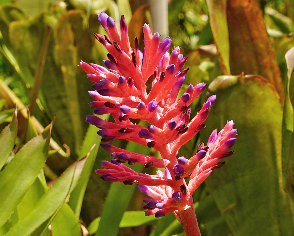 Aechmea gamosepala inflorescence with pink bracts and iridescent purple tips in sunlight