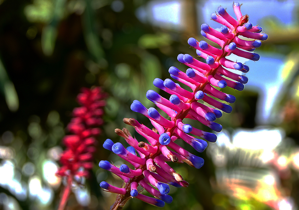 Aechmea gamosepala flower spike with pink bracts with iridescent bluish-purple tips