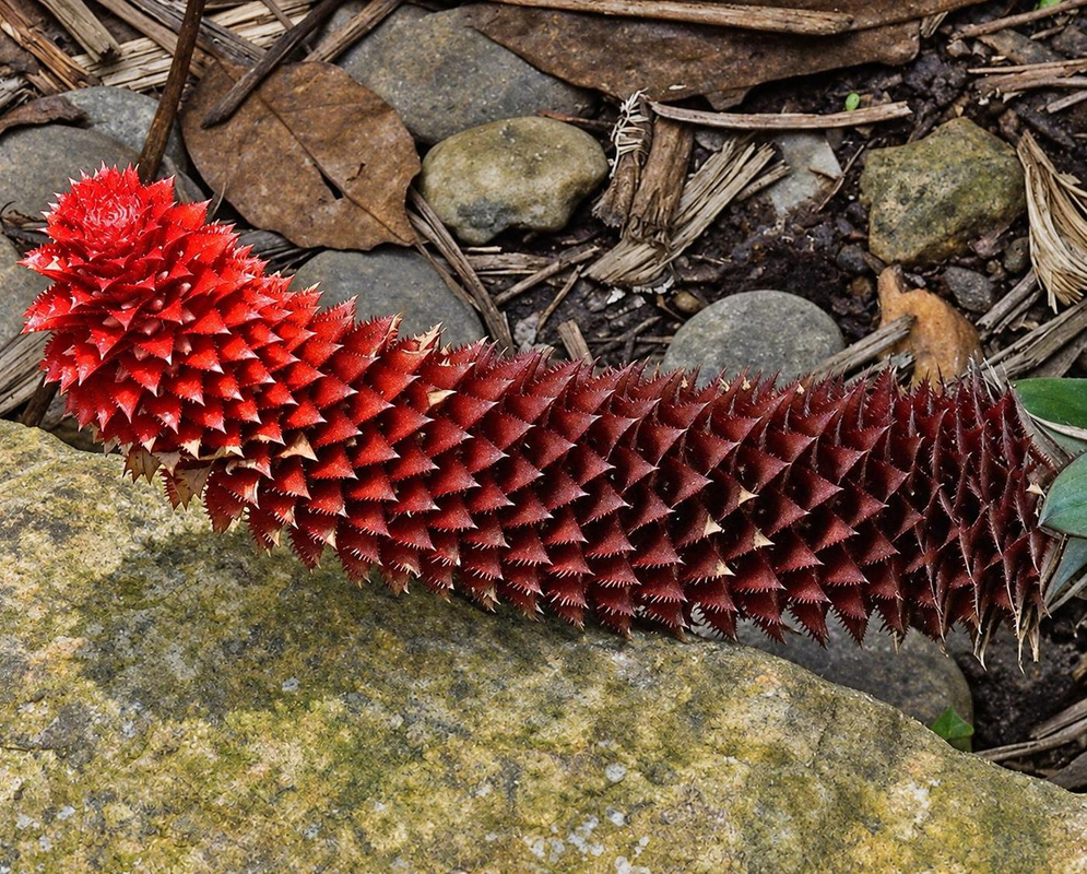 Aechmea germinyana has an elongated red inflorescence covered with overlapping pointed bracts