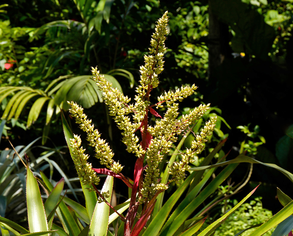 Dense yellow-green flowering panicle of Aechmea haltonii with reddish stems emerging from a rosette of long, pointed leaves in a tropical garden