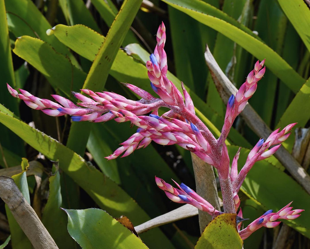 Aechmea Jeanne Eunice bears blue flowers among pink branches above a leafy rosette