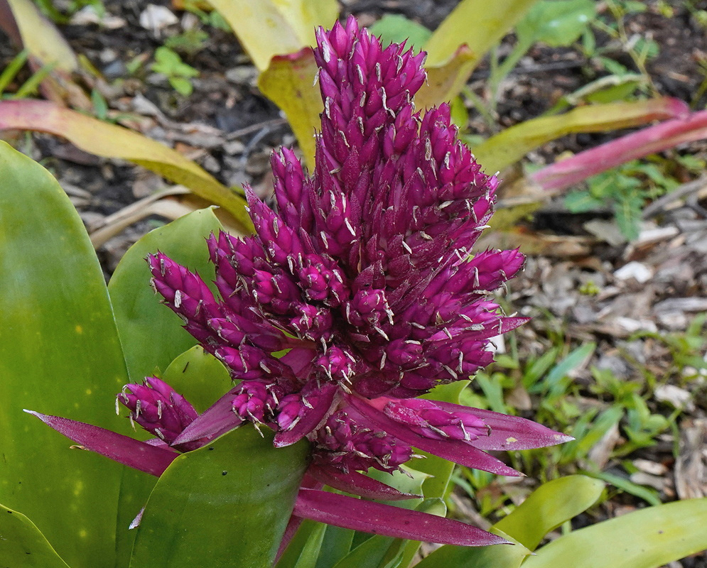Aechmea Lady bears a compact magenta flower spike dotted with violet blossoms
