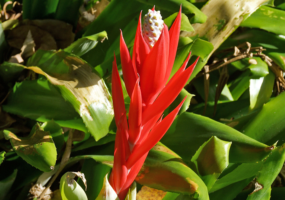 White  Aechmea lamarchei inflorescence with red bracts in sunlight