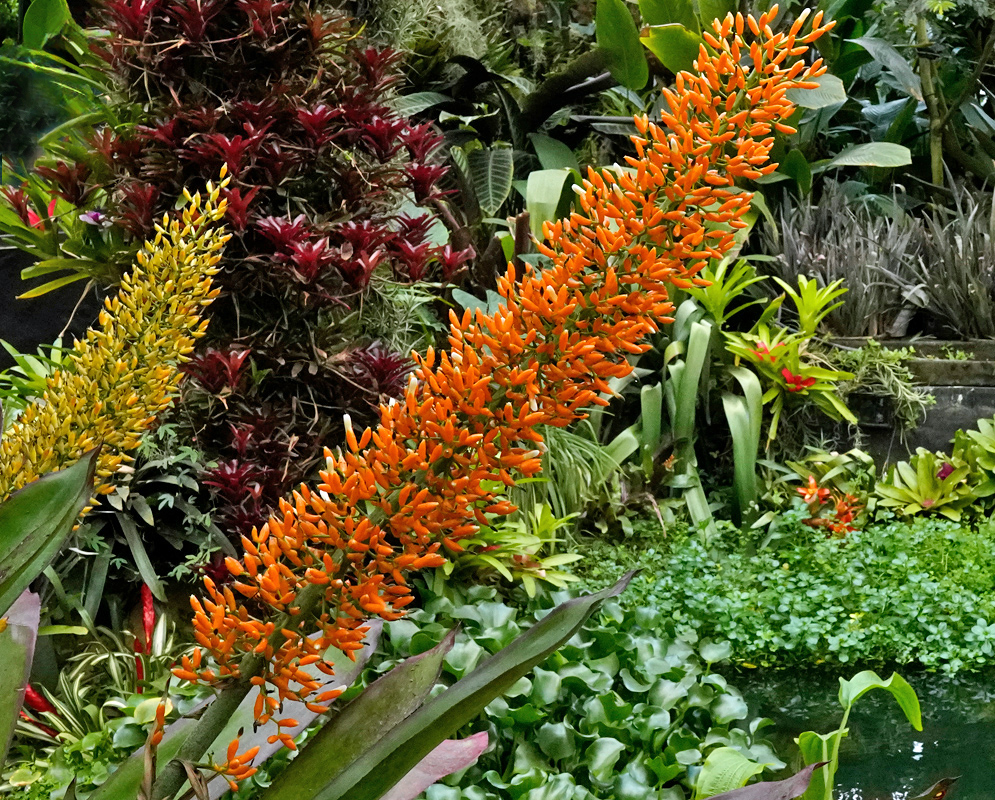 Aechmea latifolia Inflorescence Spike Upright flowering spike of Aechmea latifolia with hundreds of bright orange tubular flowers rising above broad green leaves beside a tropical pond