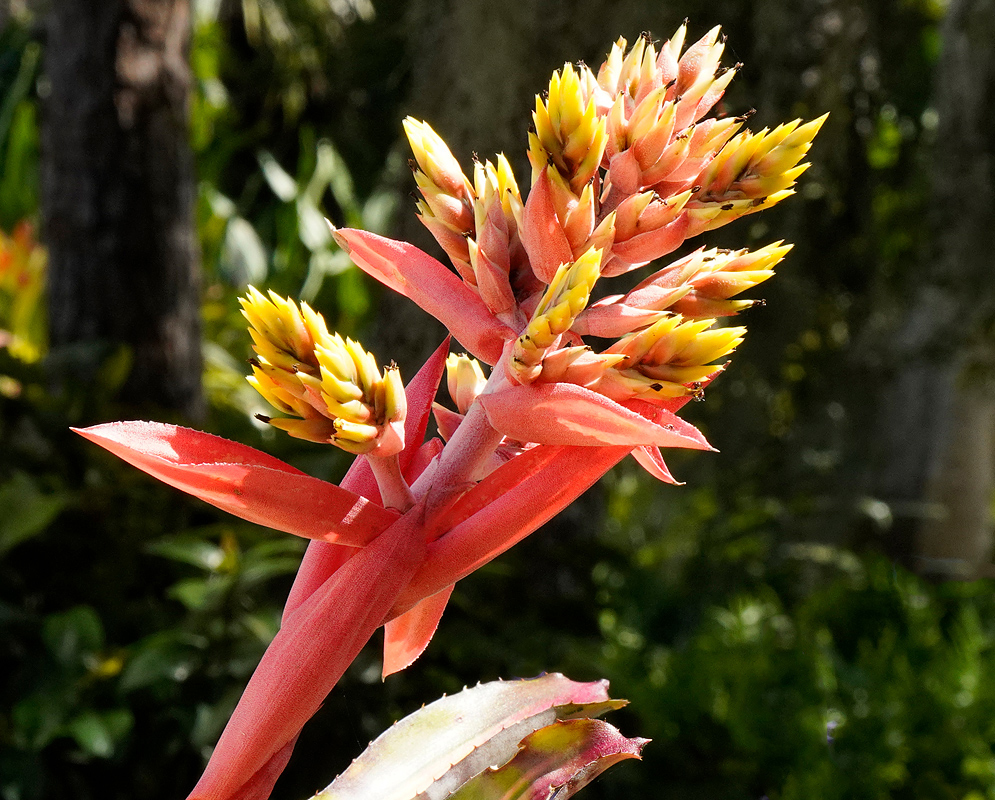 Aechmea chantinii Infloresence with red-pink bracts and yellow flowers