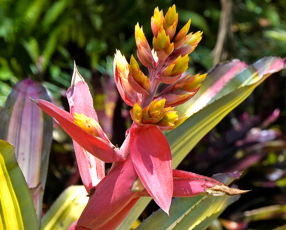 Aechmea chantinii Infloresence with red-pink bracts and yellow flowers