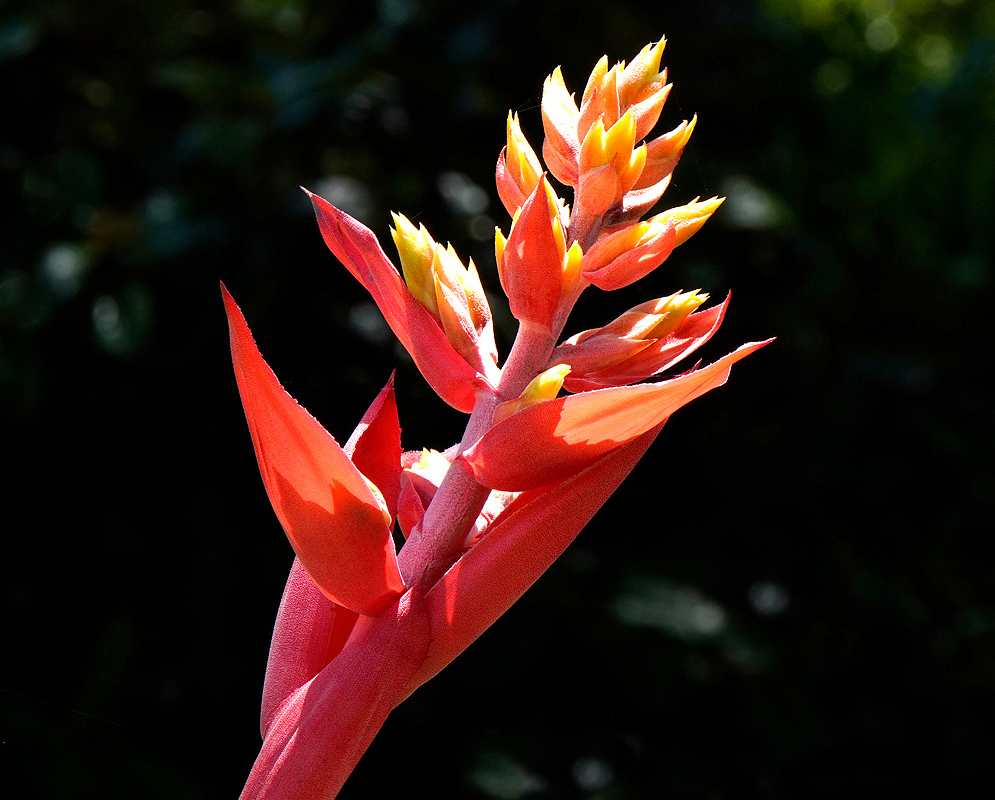 Aechmea Little Harv Infloresence Aechmea chantinii Infloresence with red-pink bracts and yellow flowers