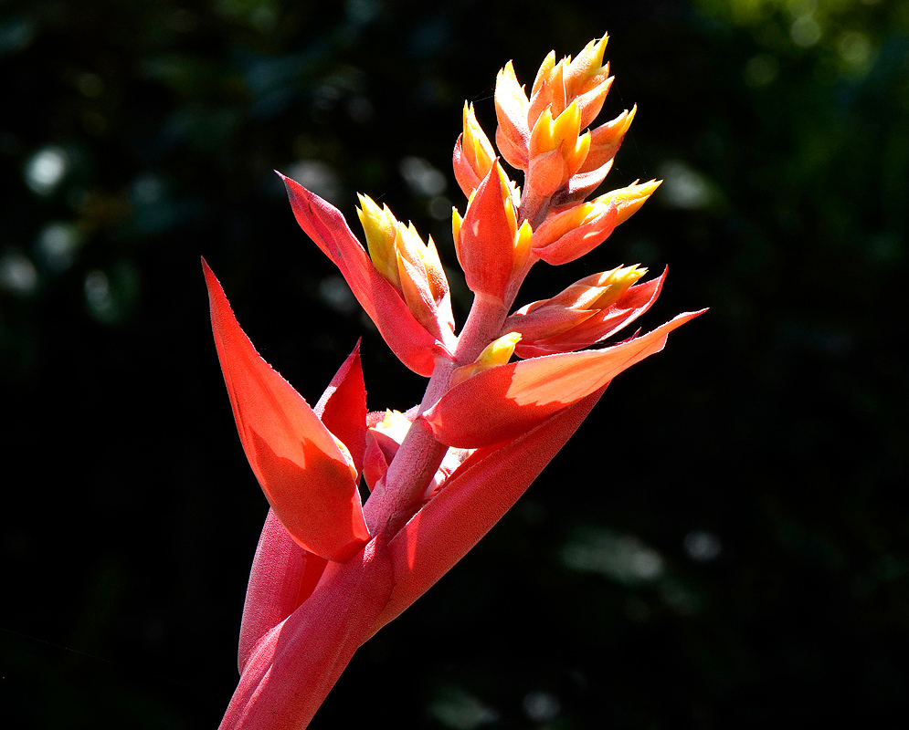 Aechmea chantinii Infloresence with red-pink bracts and yellow flowers