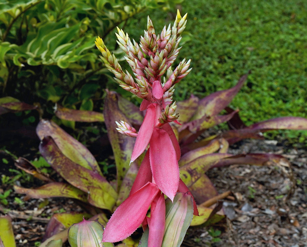 Long pink Aechmea Little Harv bracts extend beneath branching clusters of pale buds