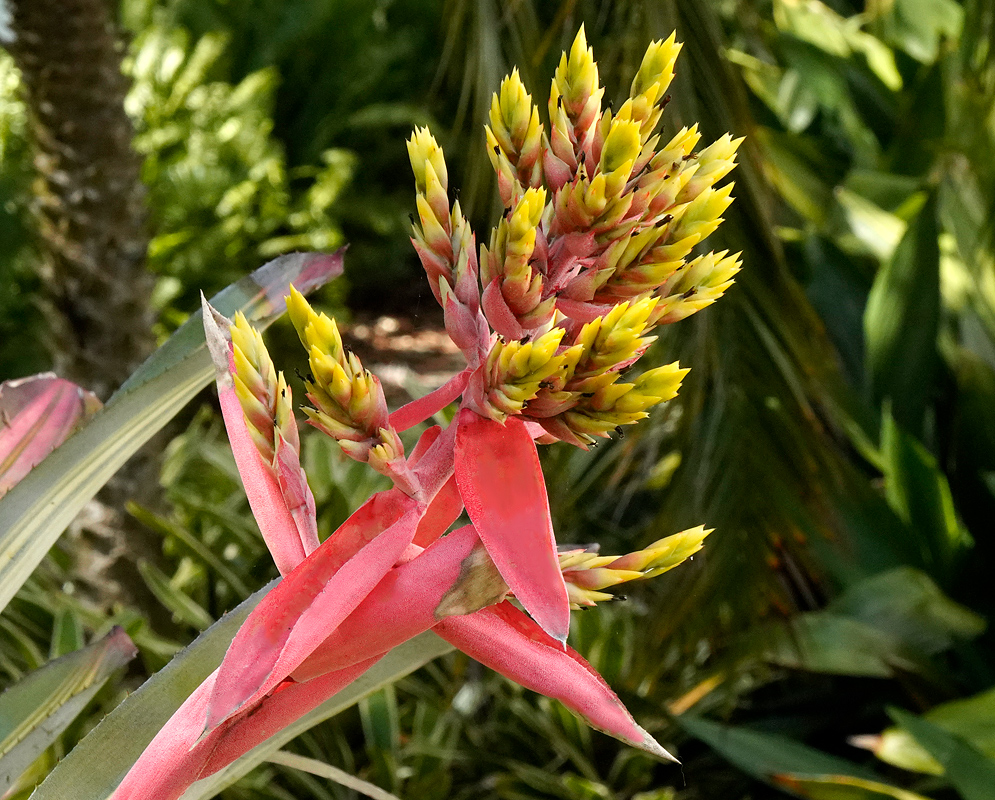 Aechmea chantinii Infloresence with red-pink bracts and yellow flowers