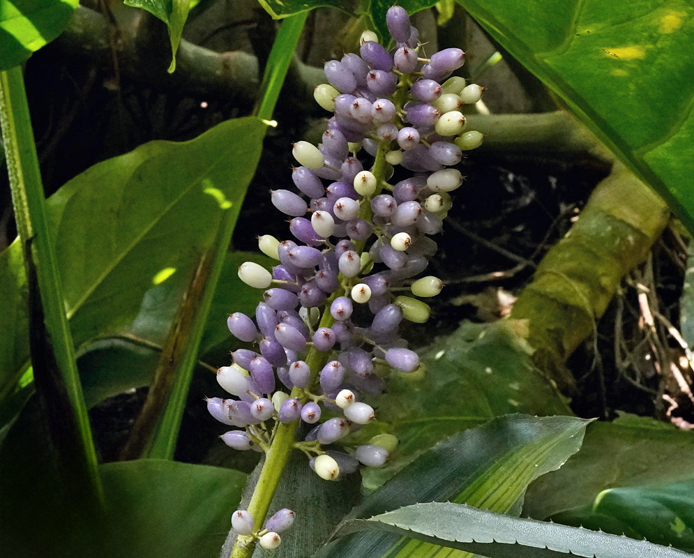 Aechmea lueddemanniana has rounded pale green and lavender-purple fruits clustered along its branched stalk