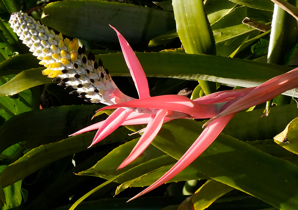 Aechmea maculata inflorescence with yellow flowers and pink bracts