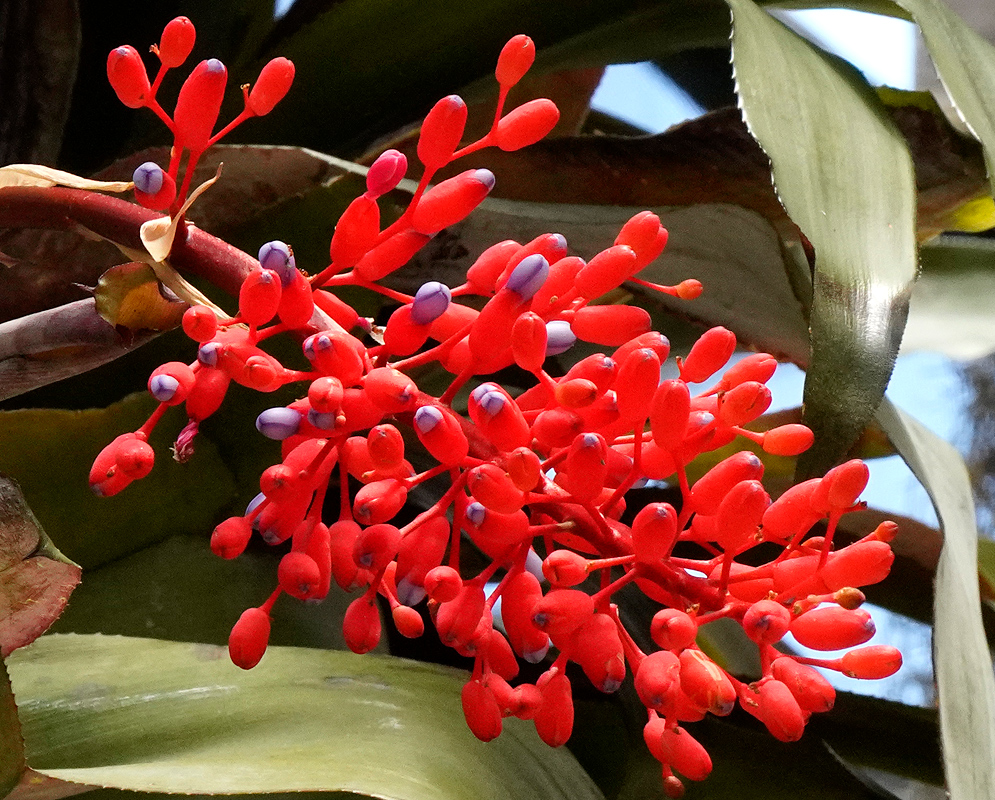 Bright red Aechmea miniata infloresence with blue flowers