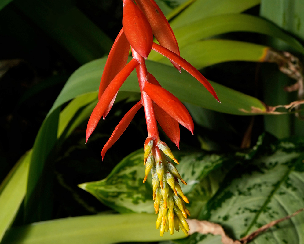 The inflorescence of Aechmea chantinii with upright orange bracts and dense yellow flower clusters emerging from a thick red stalk