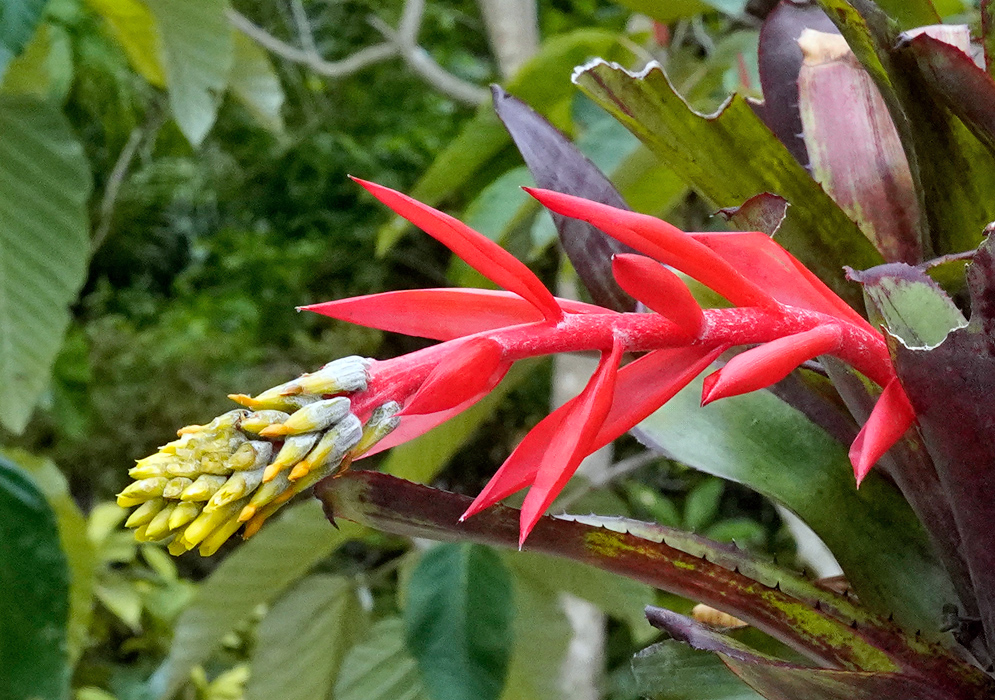Full view of Aechmea chantinii in a tropical understory with orange bracts and yellow flower spikes emerging above silver-banded leaves