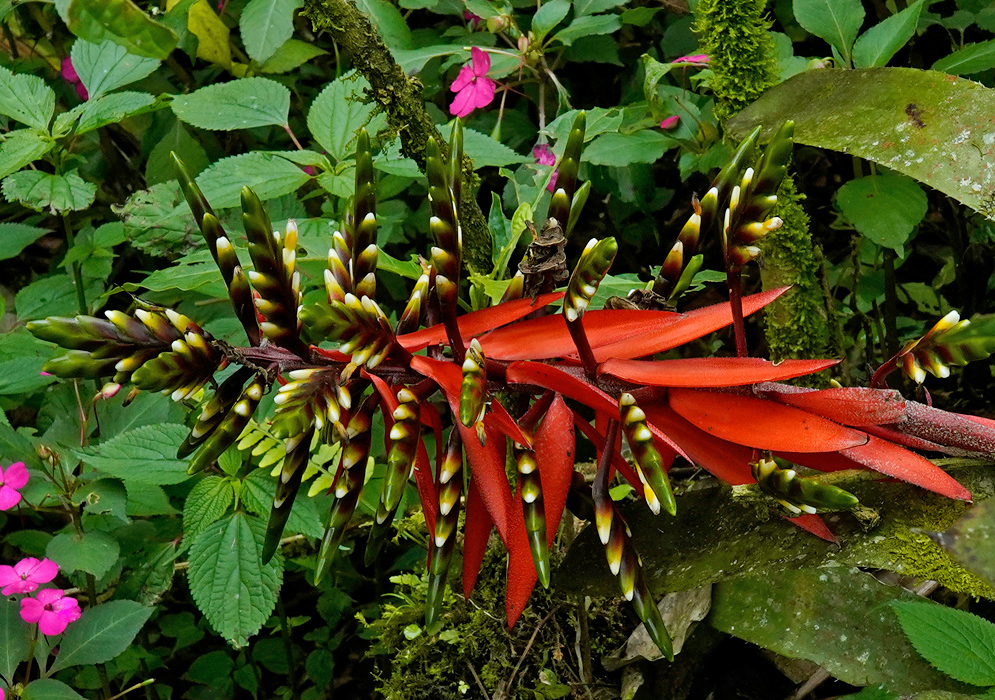 The inflorescence of Aechmea retusa displaying red bracts and clustered green and purple tubular flowers with pale tips in a moist forest understory