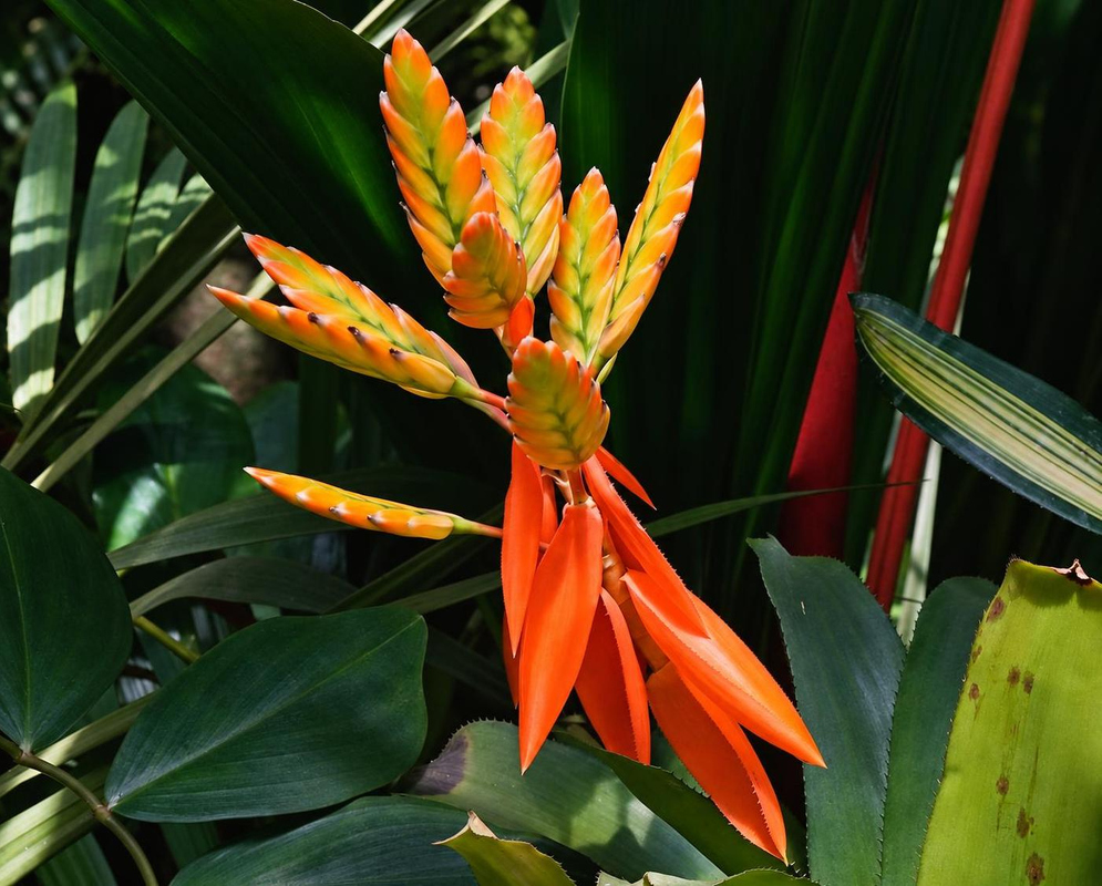 Aechmea romeroi Orange Flower Spikes Aechmea romeroi carries upright orange and yellow flower spikes above long orange-red bracts