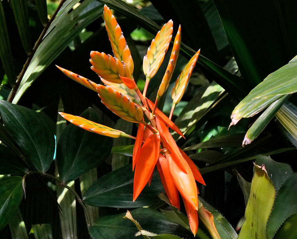 Aechmea romeroi inflorescence with thick orange floral bracts and upright yellow flowers with green tips emerging from a dense tropical forest