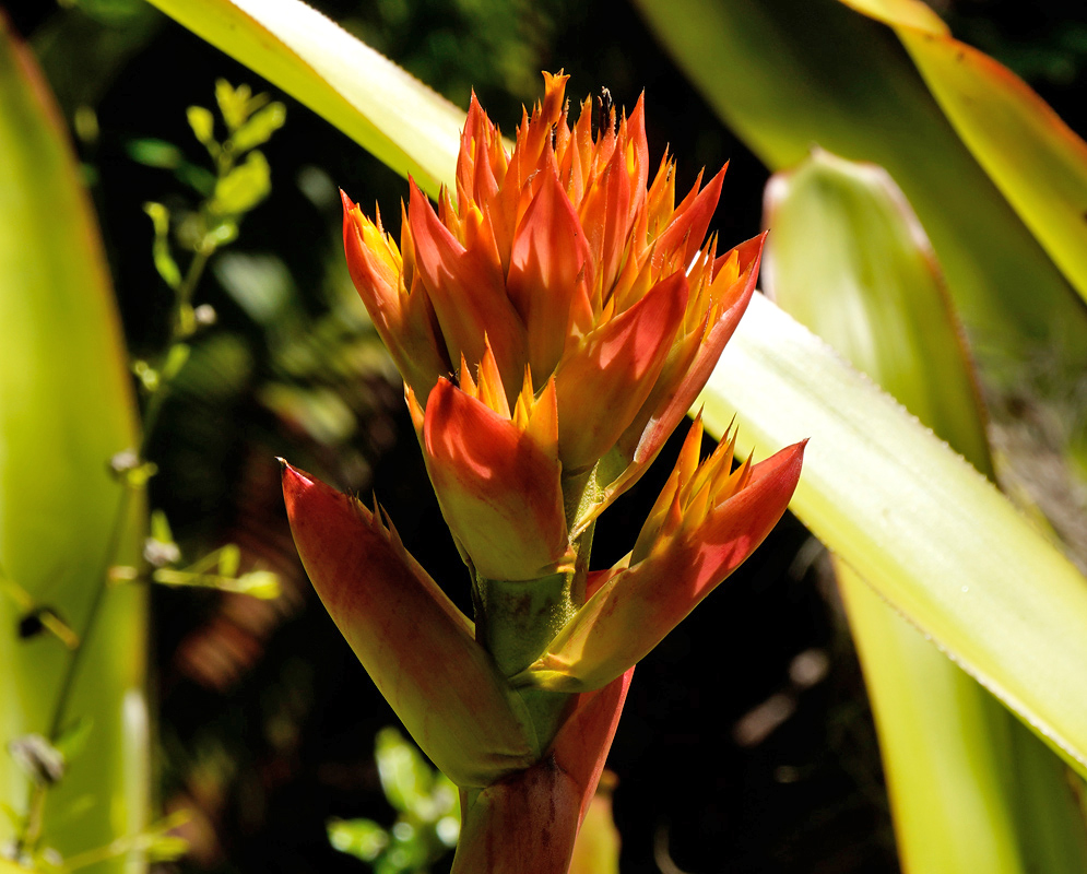 A close-up of the tightly packed orange-red bracts of Aechmea rubens revealing pointed tips and overlapping structures lit by direct sunlight