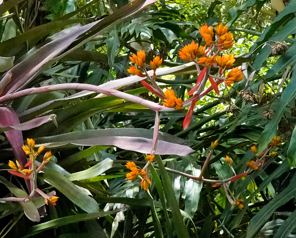 Aechmea rubens displays vibrant orange and yellow floral bracts arranged in upright clusters among thick green and maroon leave