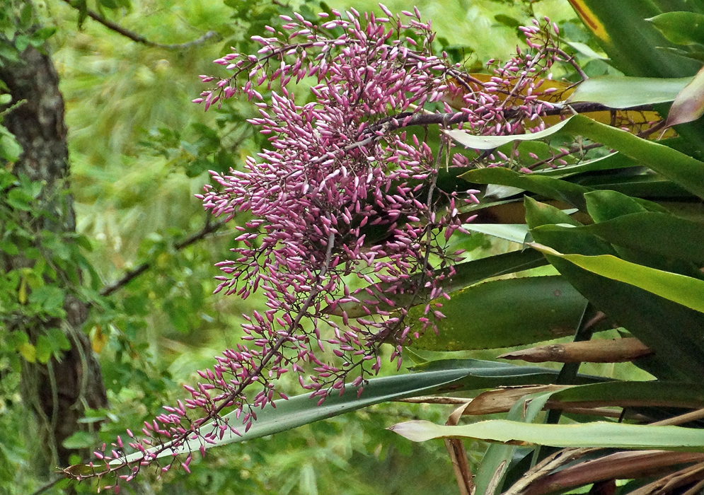 Pink-purple aechmea-spectabilis flower spike