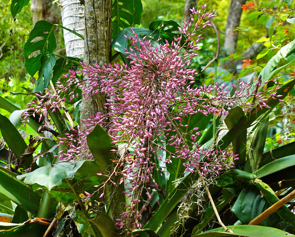 Large pink-purple Aechmea spectabilis inflorescence