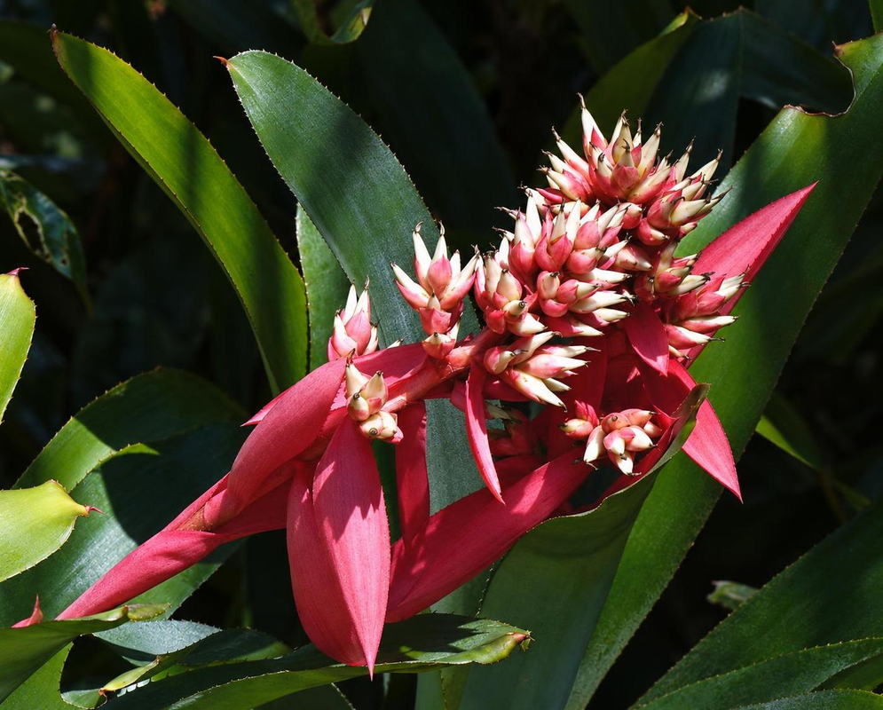 Aechmea Surprise Branching Flower Spike Aechmea Surprise bears long pink bracts beneath a red and cream branching flower spike