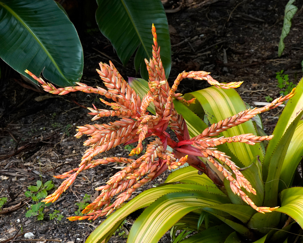 Aechmea tessmannii Inflorescence Display Large compound flower head of Aechmea tessmannii displaying curved orange branches and densely packed pale bracts emerging from wide green leaves