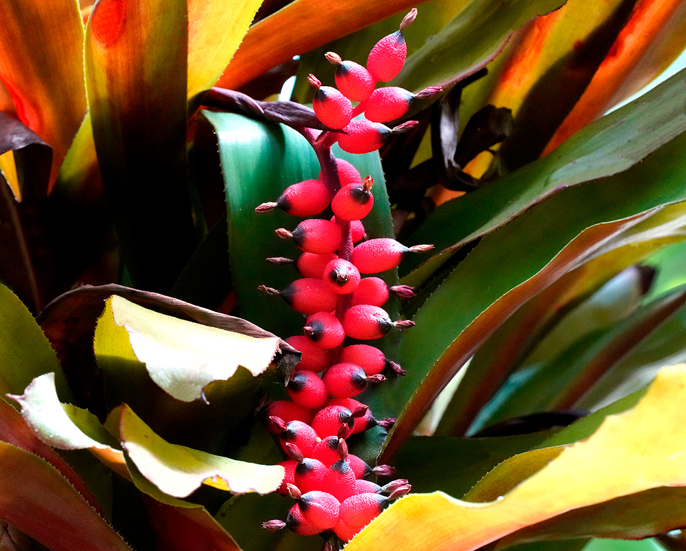 Aechmea warasii – Red Cluster Inflorescence Cluster of vibrant red, oval-shaped flowers with pointed dark tips emerging from the center of glossy green and bronze leaves of Aechmea warasii in a tropical setting