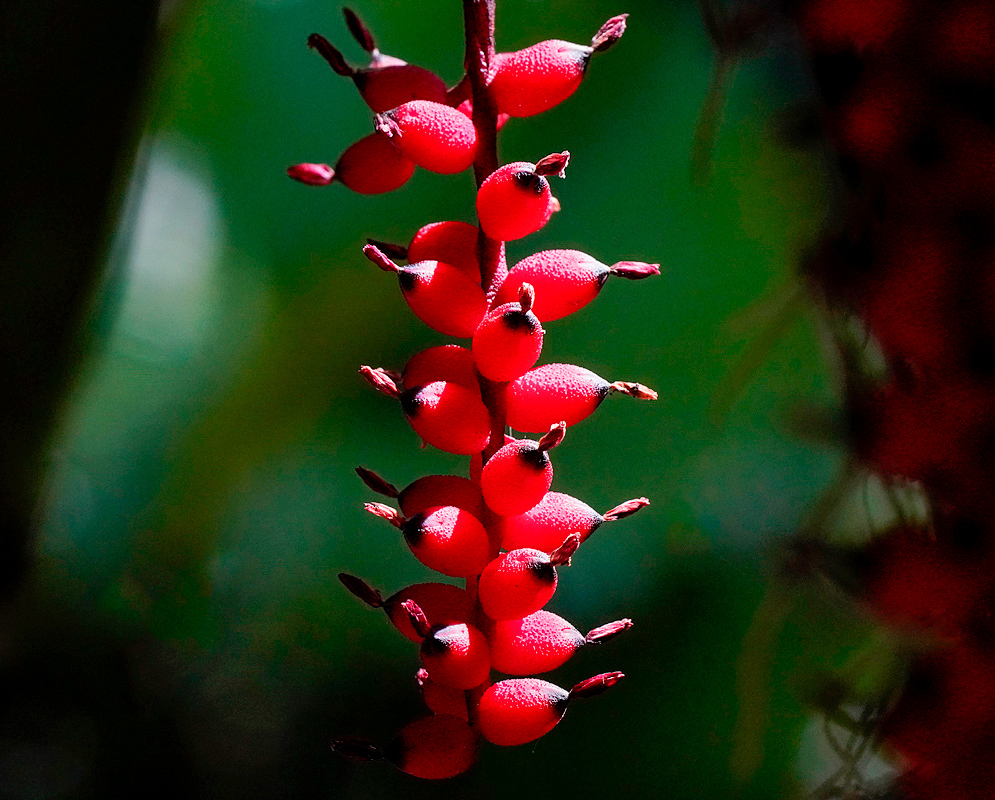 A red hanging Aechmea warasii inflorescence