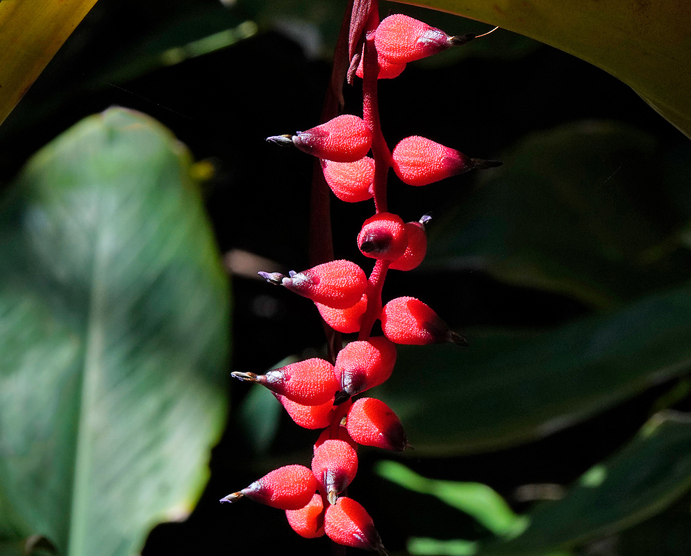 A red Aechmea warasii inflorescence with small purple flowers on the tips