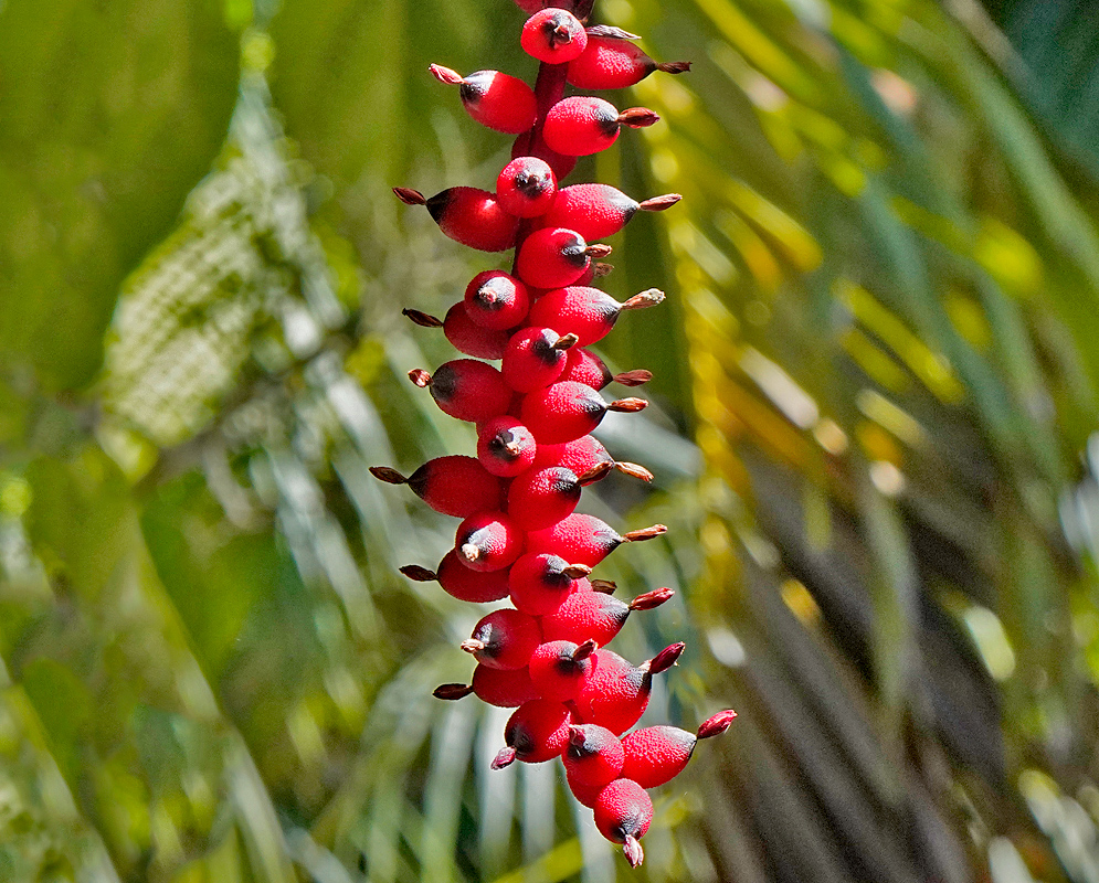 A red hanging Aechmea warasii inflorescence