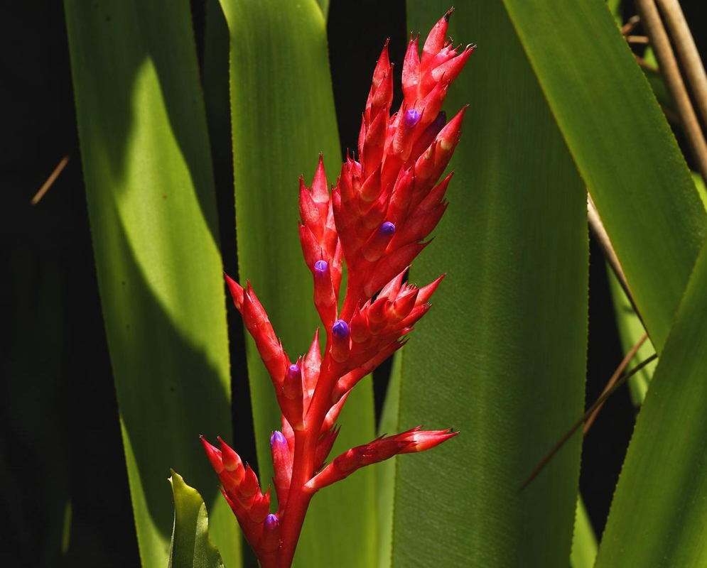 Aechmea wittmackiana has vivid red pointed bracts and small purple flowers along an upright inflorescence