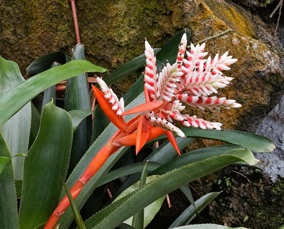 Aechmea Pepita Elegant Flames has orange-red bracts beneath a branching pale flower spike