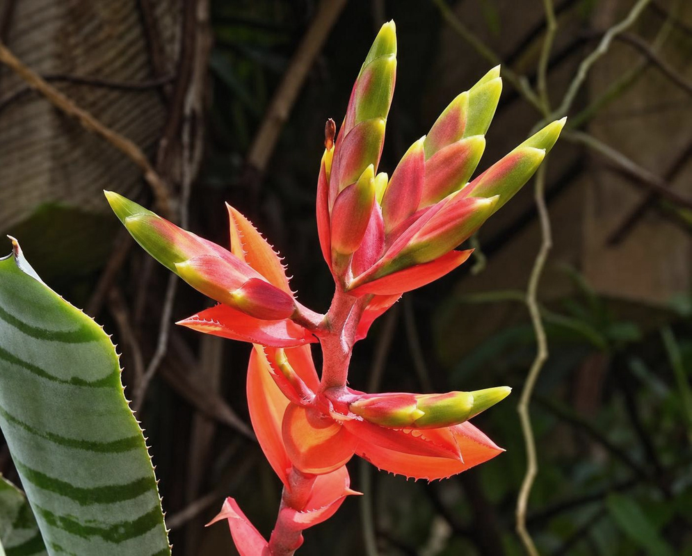 Aechmea zebrina Surprise Orange Bracts Aechmea zebrina Surprise carries pink and orange flower spikes above broad orange bracts