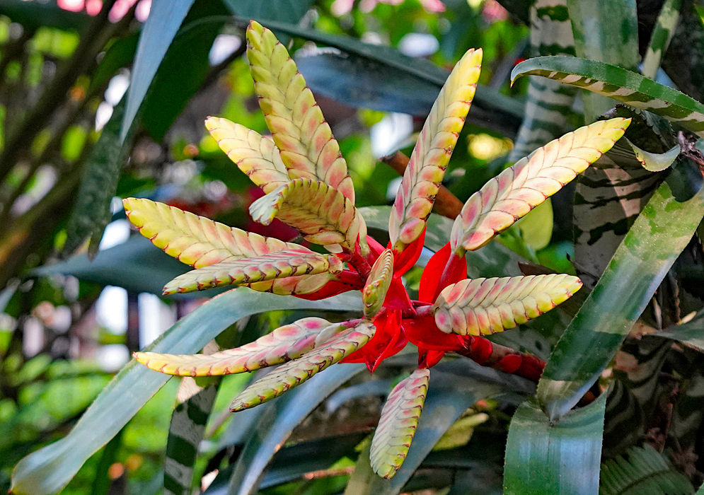Aechmea zebrina surprise inflorescence with red, pink and yellowish-white colors