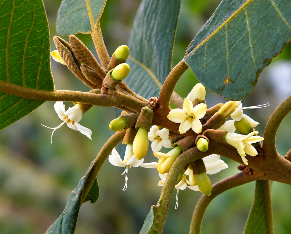 Three white Aegiphila bogotensis flowers and green flower buds
