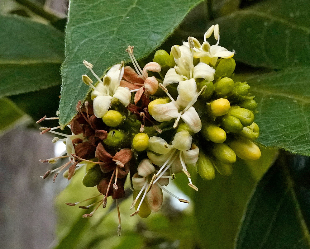 Aegiphila ferruginea Flower Cluster Compact flower cluster of Aegiphila ferruginea showing white and pale yellow tubular blossoms emerging among green buds and reddish calyces beneath broad green leaves