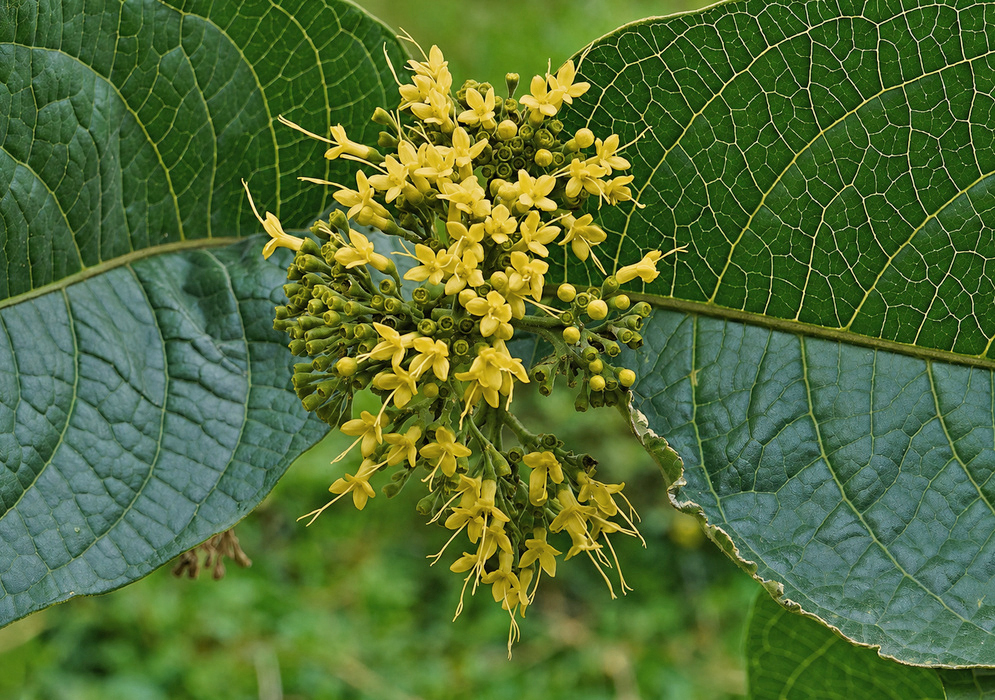 Pale yellow Aegiphila flower cluster with green buds between large veined leaves in Colombia's Central Andes